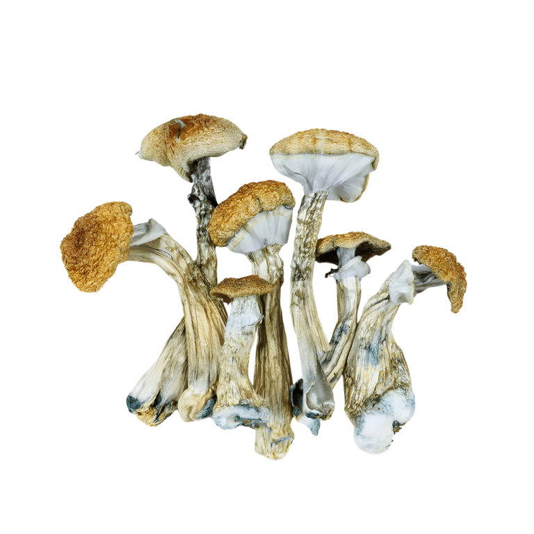 Magic Mushrooms 1 gram Psilocybin South Africa