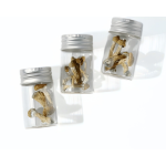 Magic Mushrooms 3.5 grams Psilocybin South Africa